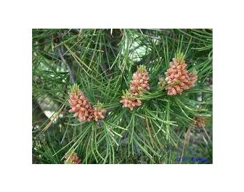 Pinus bungeana - 3