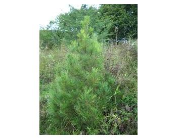 Pinus gerardiana - 3