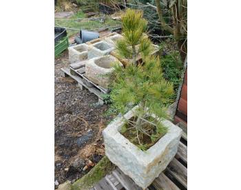 Solitérní strom - Pinus cembra - 3