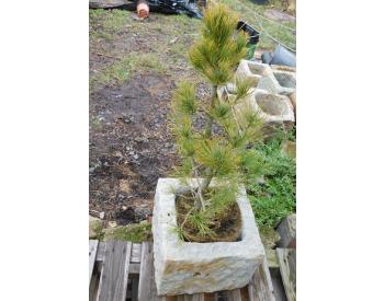 Solitérní strom - Pinus cebra - 3