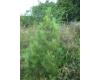 Pinus gerardiana - 3