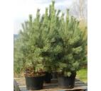 Pinus Sylvestris Wetereri