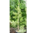 Pinus densiflora - Oculus draconis