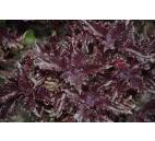 Ocimum basilicum " Purple ruffles "