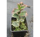 Ilex aquifolium-Rubicaulis aurea