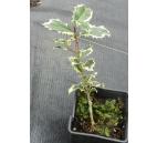 Ilex aquifolium Argentea Marginata