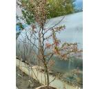 Prunus incisa Kojou-no-mai