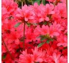 Rhododendron obtusum Thierry