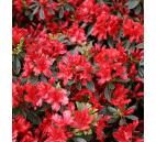 Rhododendron obtusum Hot Shot