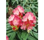 Rhododendron obtusum  Peggy Ann
