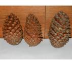 Šiška borovice přímořské