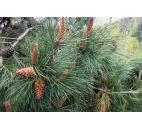 Pinus Pinaster - Maritima