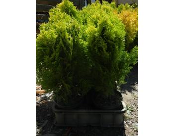 Thuja orienatalis Aurea Nana - 1