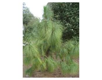 Pinus roxburghii - 1