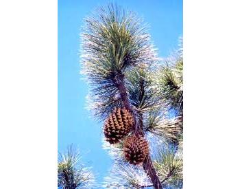 Pinus coulteri - 1