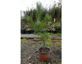 Pinus tabuliformis - 1