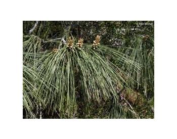 Pinus sabiniana - 1