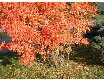 Acer ginnala - 1