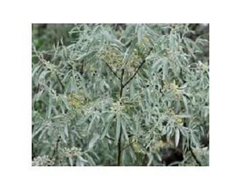 Elaeagnus angustifolia - 1
