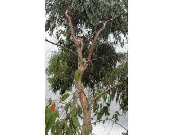 Eucalyptus niphophila - 1