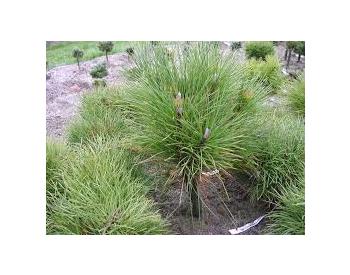 Pinus attenuata - 1