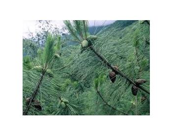 Pinus Massoniana - 1