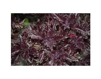 Ocimum basilicum " Purple ruffles " - 1