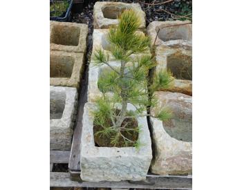 Solitérní strom - Pinus cembra - 1