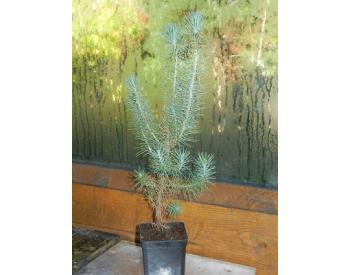 Pinus pinea - 1