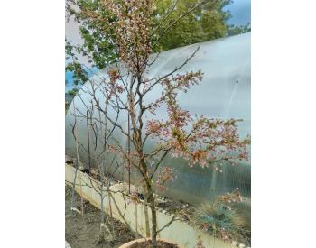 Prunus incisa Kojou-no-mai - 1