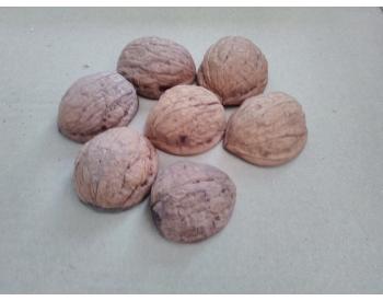 Ořechové skořápky - 1