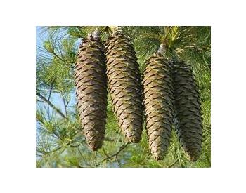 Pinus Lambertis - 1