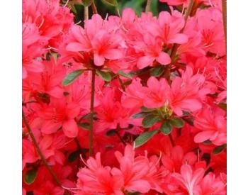 Rhododendron obtusum Thierry - 1
