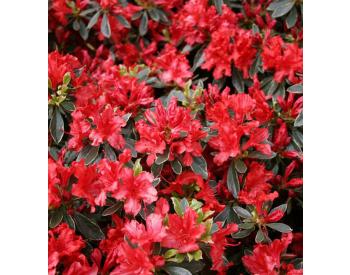 Rhododendron obtusum Hot Shot - 1