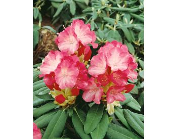 Rhododendron obtusum  Peggy Ann - 1