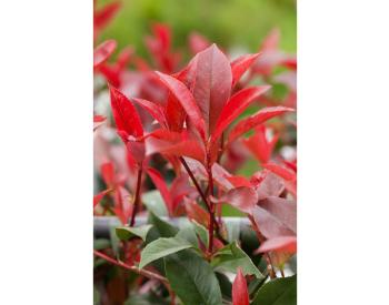 Photinia fraseri Red Robin - 1