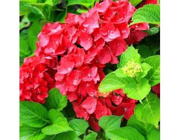Hydrangea macrophylla Masja - 1