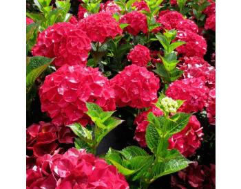 Hydrangea macrophylla 'Alpenglühen' - 1