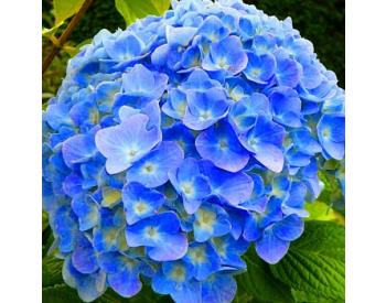 Hydrangea macrophylla 'Nikko Blue - 1