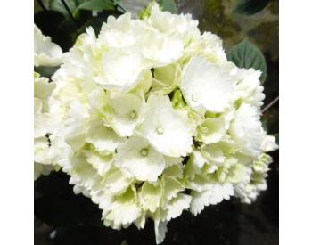 Hydrangea macrophylla 'Snowball - 1