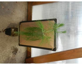 Pinus patula - 1