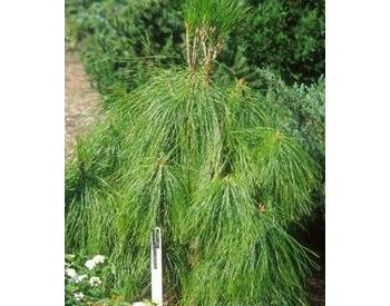 Pinus Yunnanensis - 1