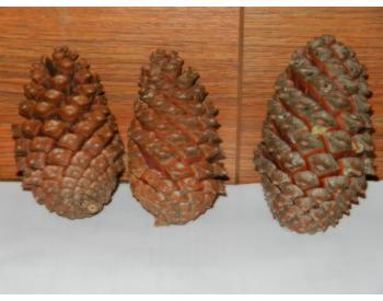 Šiška borovice přímořské - 1