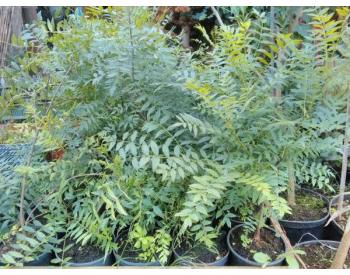 Xanthoceras sorbifolium - 1