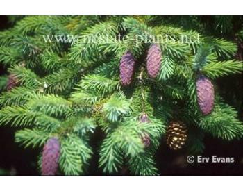 Picea Likiangensis - 1