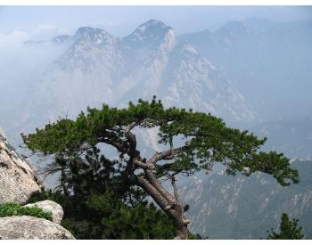 Pinus Tabuliformis - 1