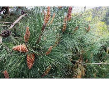 Pinus Pinaster - Maritima - 1