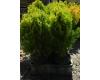 Thuja plicata 4ever Goldie - 1