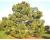 Pinus Montezumae - 1