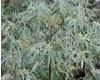 Elaeagnus angustifolia - 1